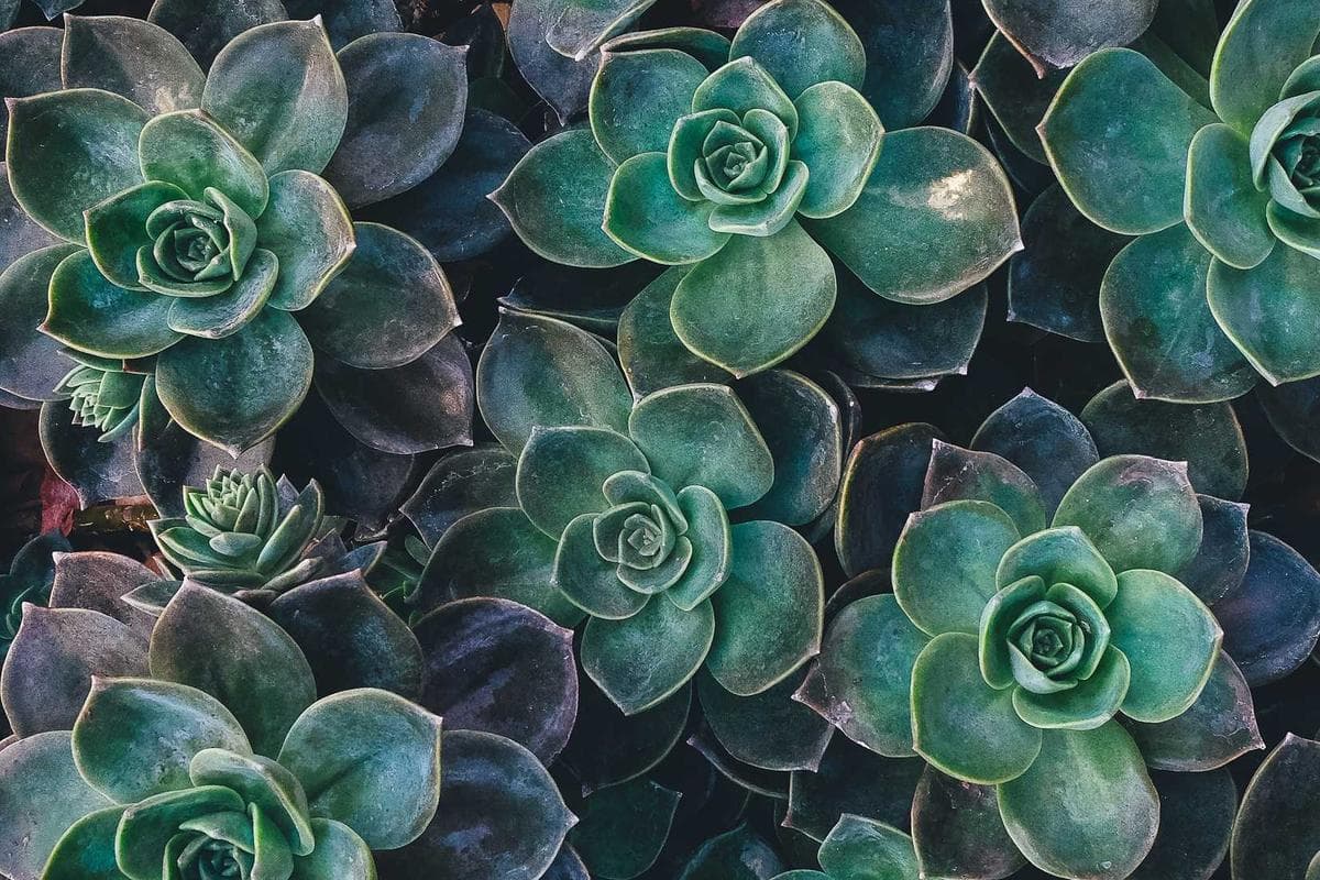 Synthetic Data Pipeline Generation for Frontier LLMs - Vol. 9